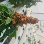 gal-agro-04