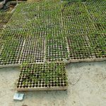 gal-agro-07